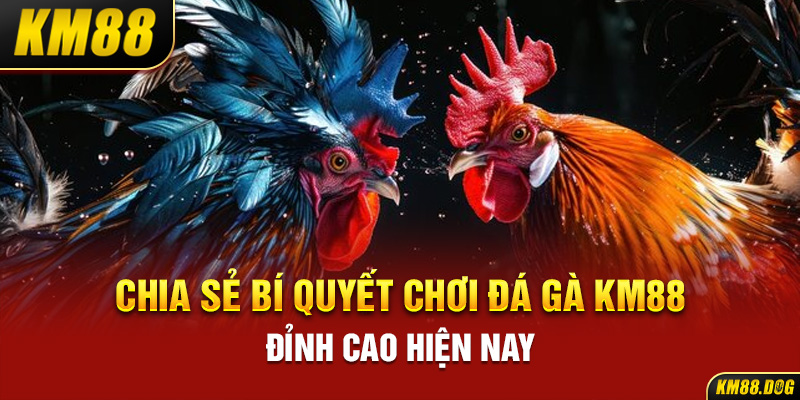 Chia sẻ bí quyết chơi đá gà KM88 đỉnh cao hiện nay