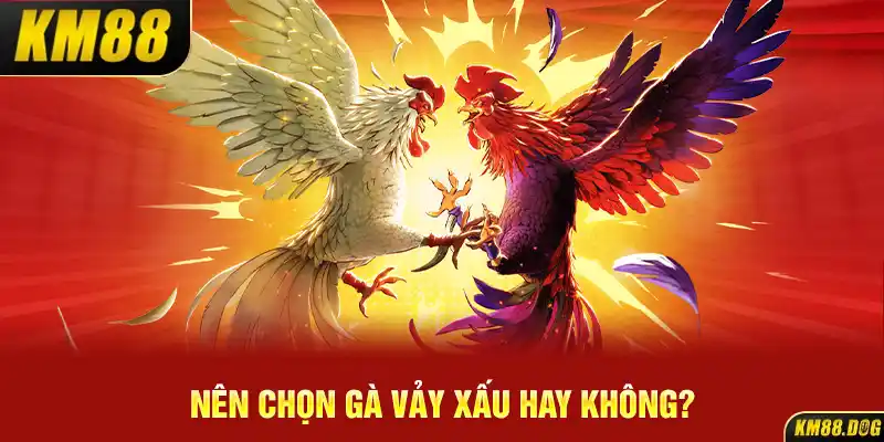 Nên chọn gà vảy xấu hay không?